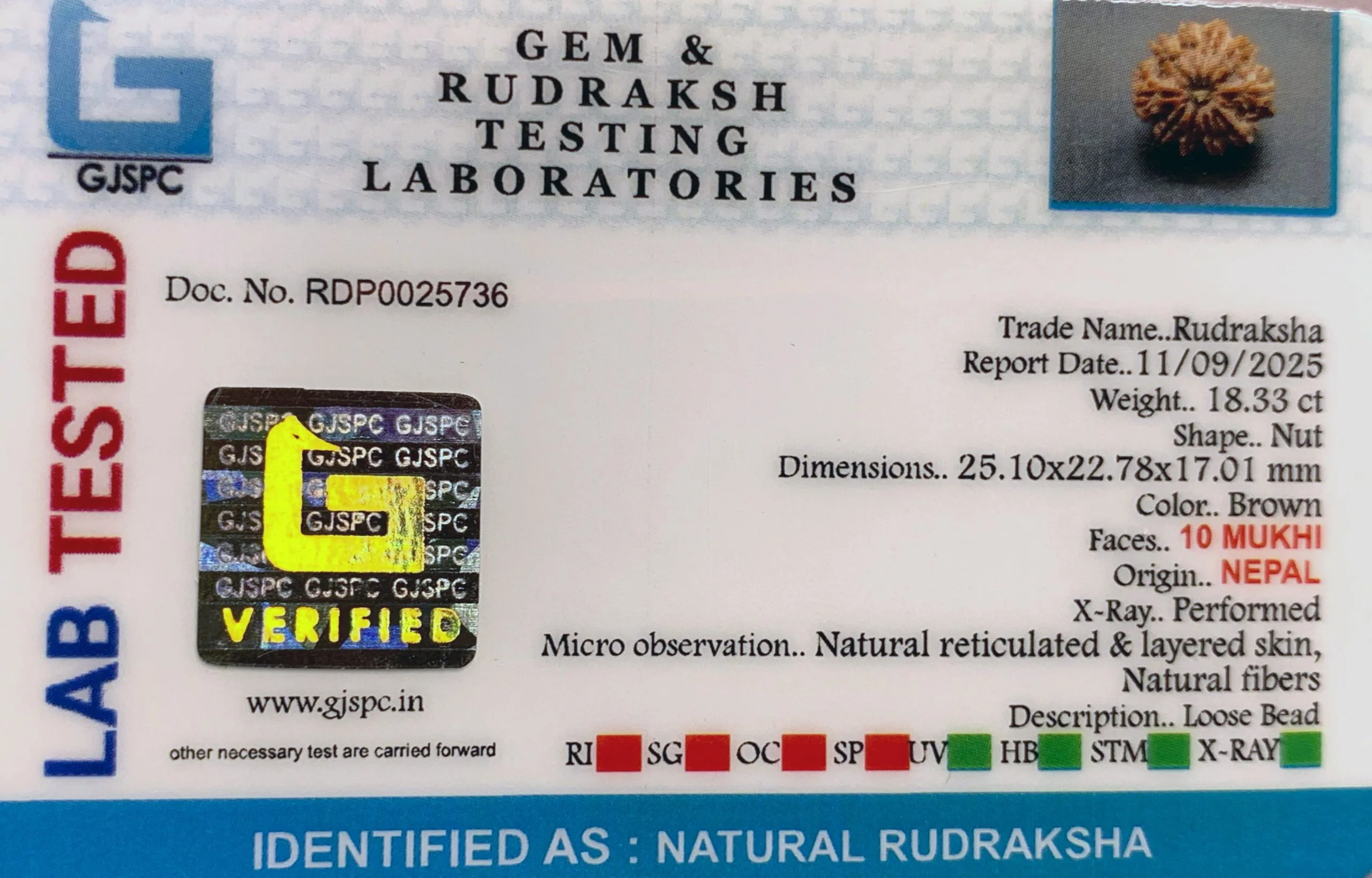 10 Mukhi Rudraksha (3.666g) view 2