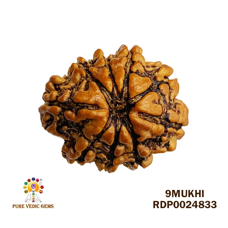 9 Mukhi Rudraksha (2.134g)