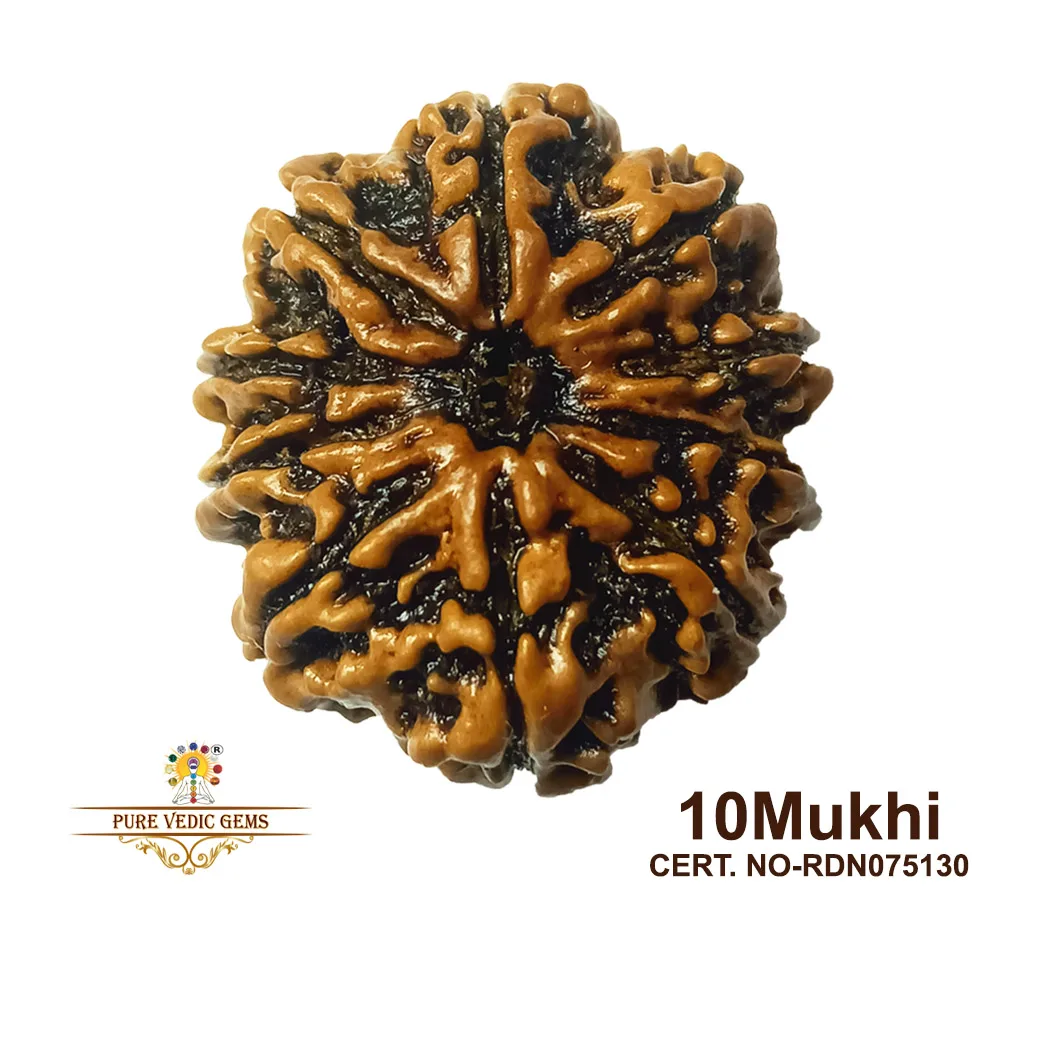 10 Mukhi Rudraksha (4.116g) — image 1