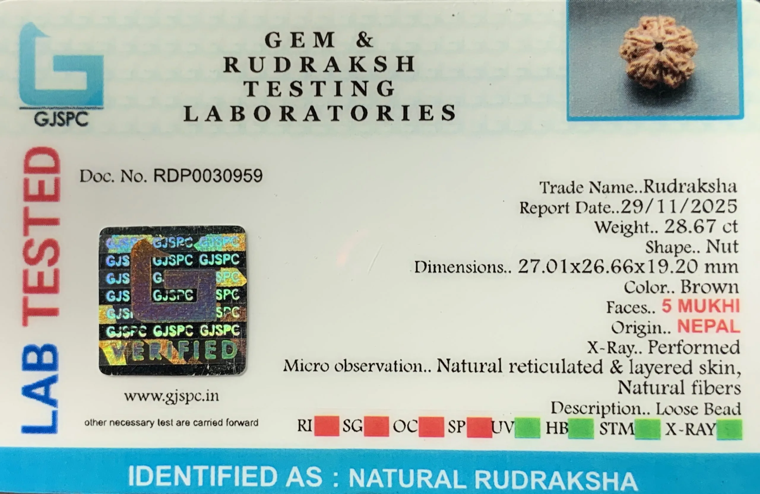 5 Mukhi Rudraksha (5.734g) view 2
