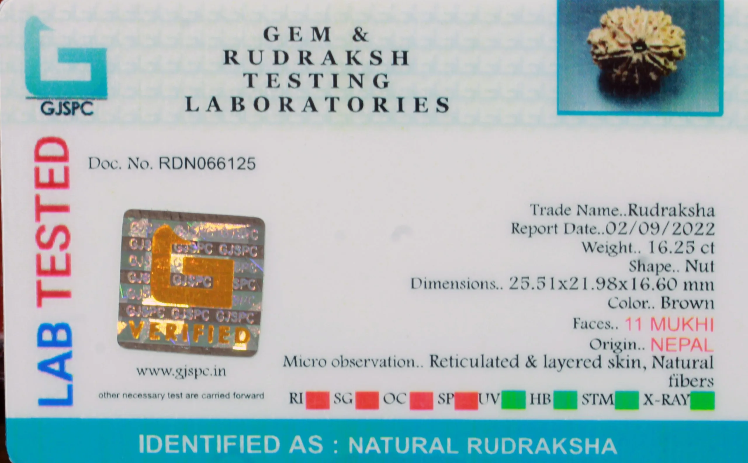 11 Mukhi Rudraksha (3.250g) view 2