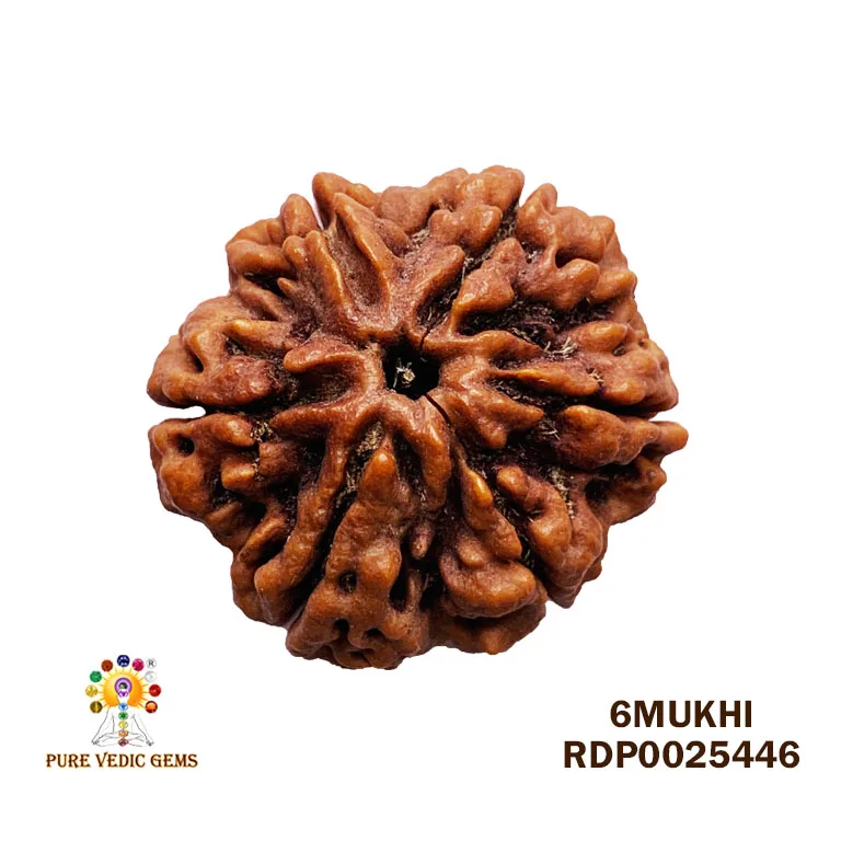 6 Mukhi Rudraksha (6.438g)