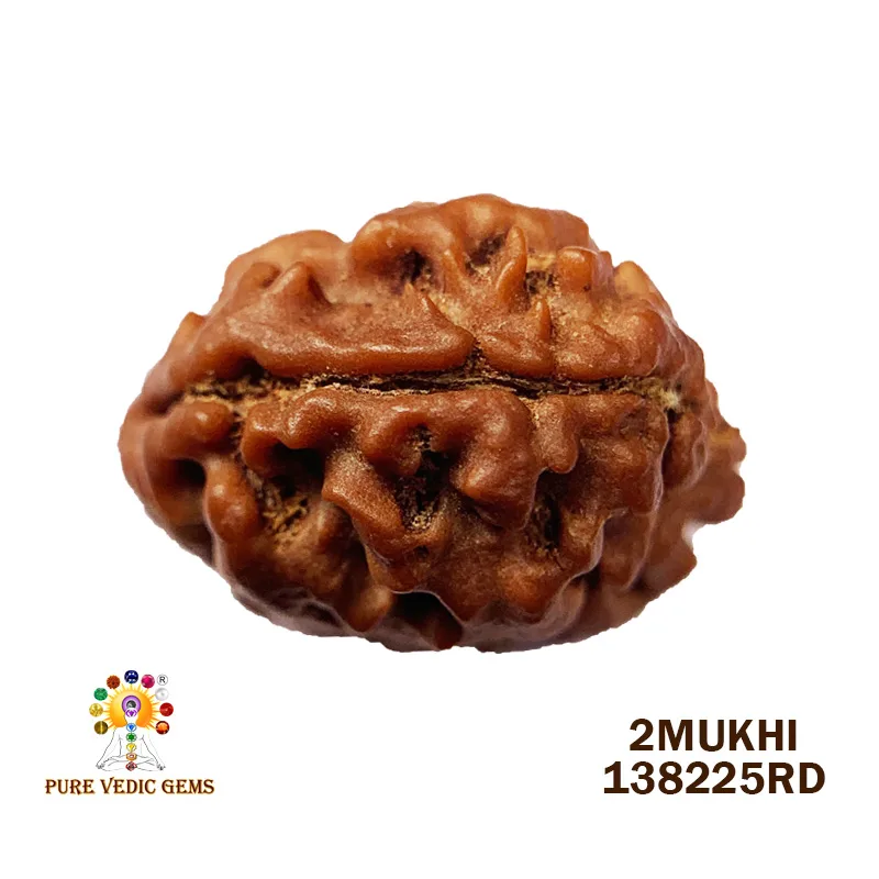 2 Mukhi Rudraksha (1.509g)