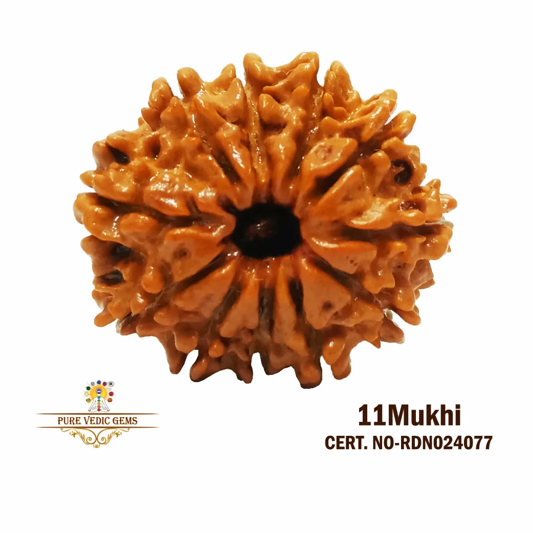11 Mukhi Rudraksha (2.704g)