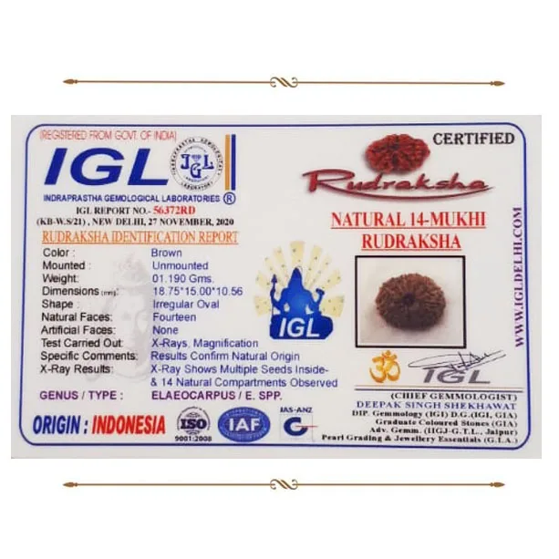 14 Mukhi Rudraksha (1.190g) view 2