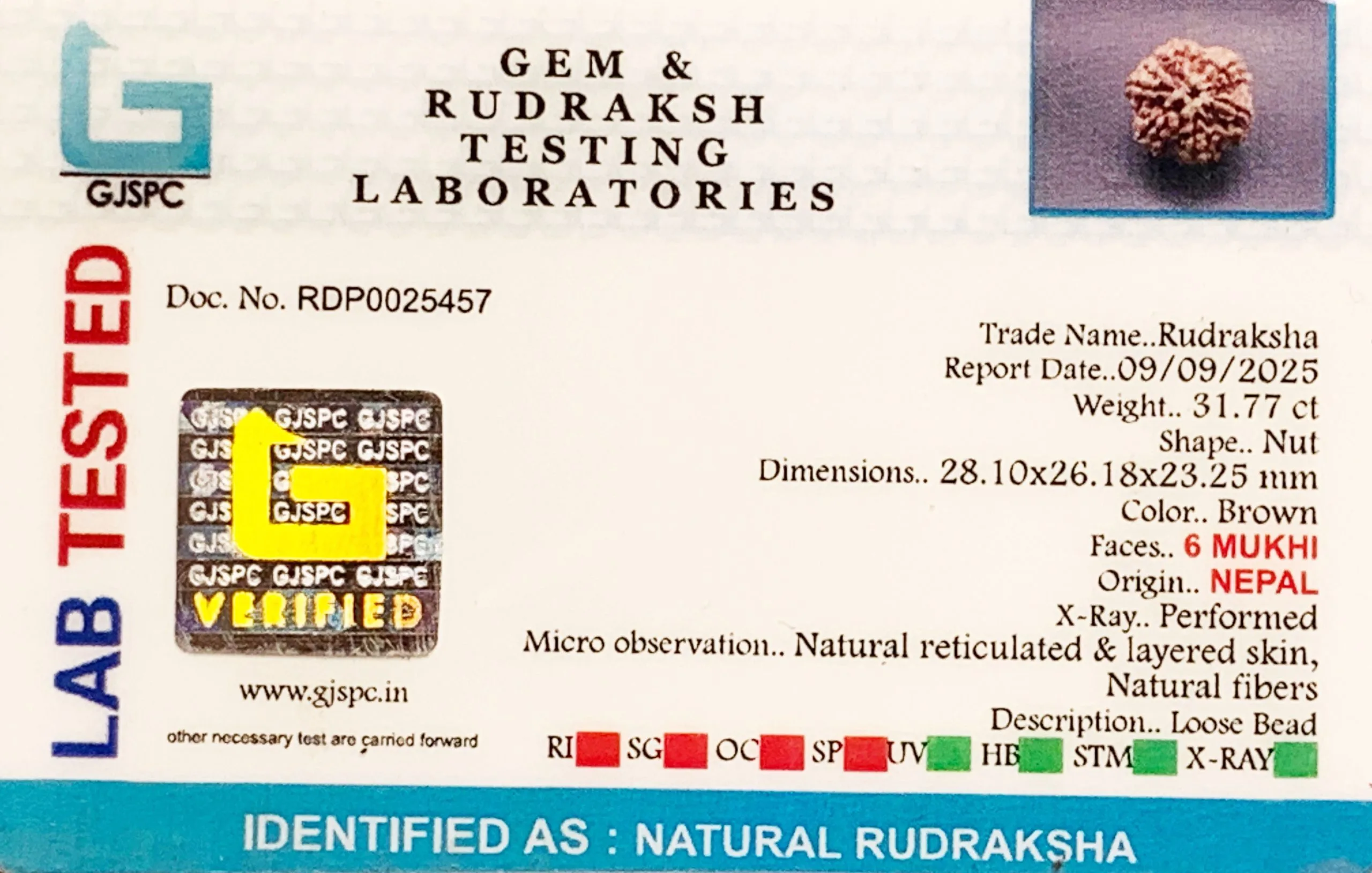 6 Mukhi Rudraksha (6.354g) view 2
