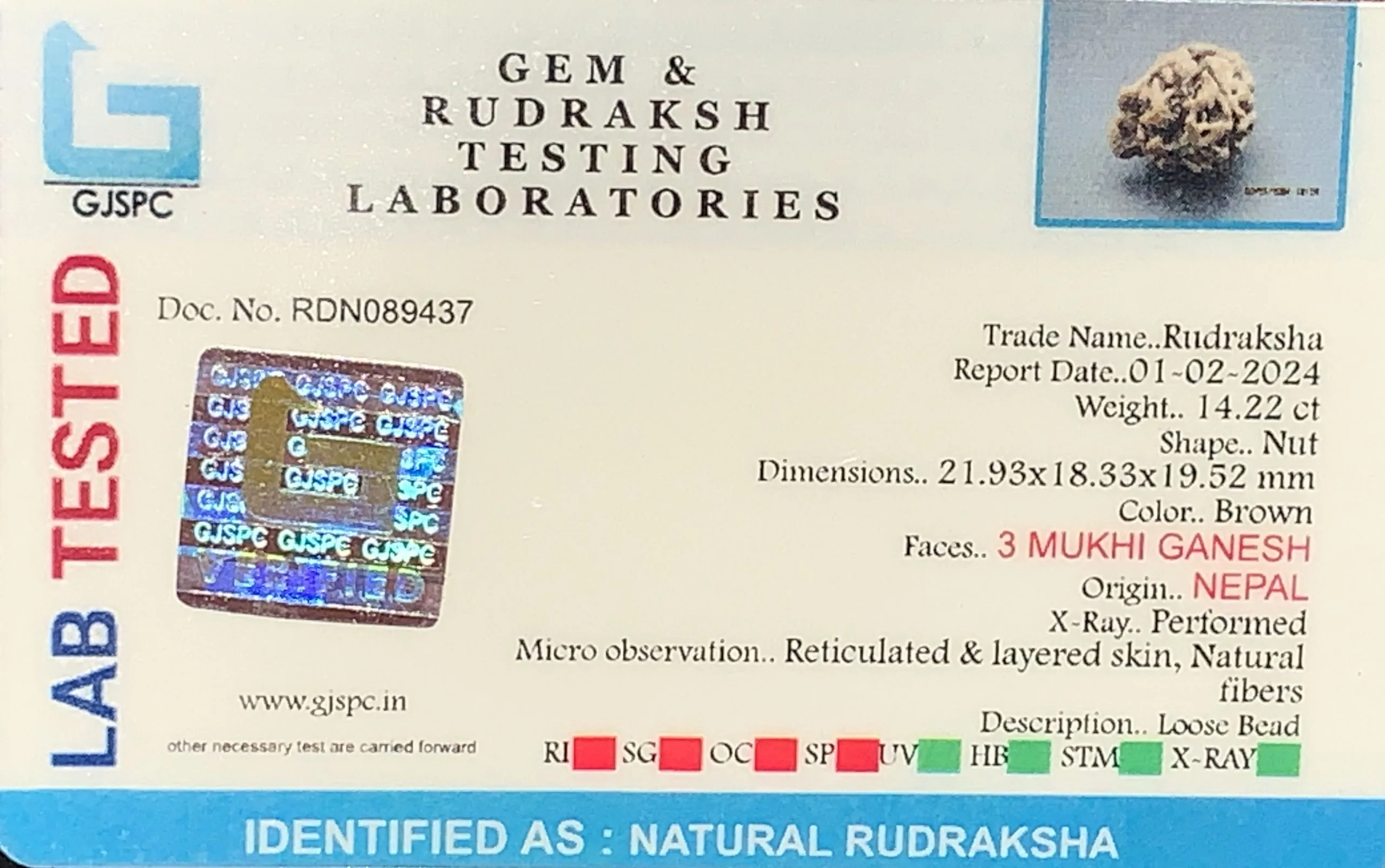 Ganesh Rudraksha (2.844g) view 2