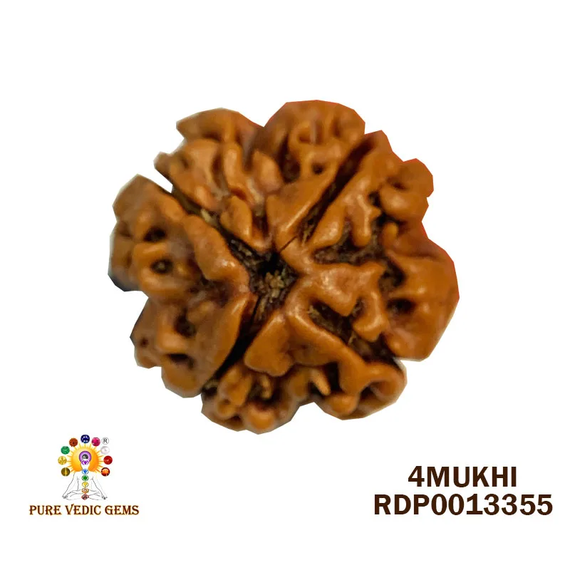 4 Mukhi Rudraksha (2.646g)