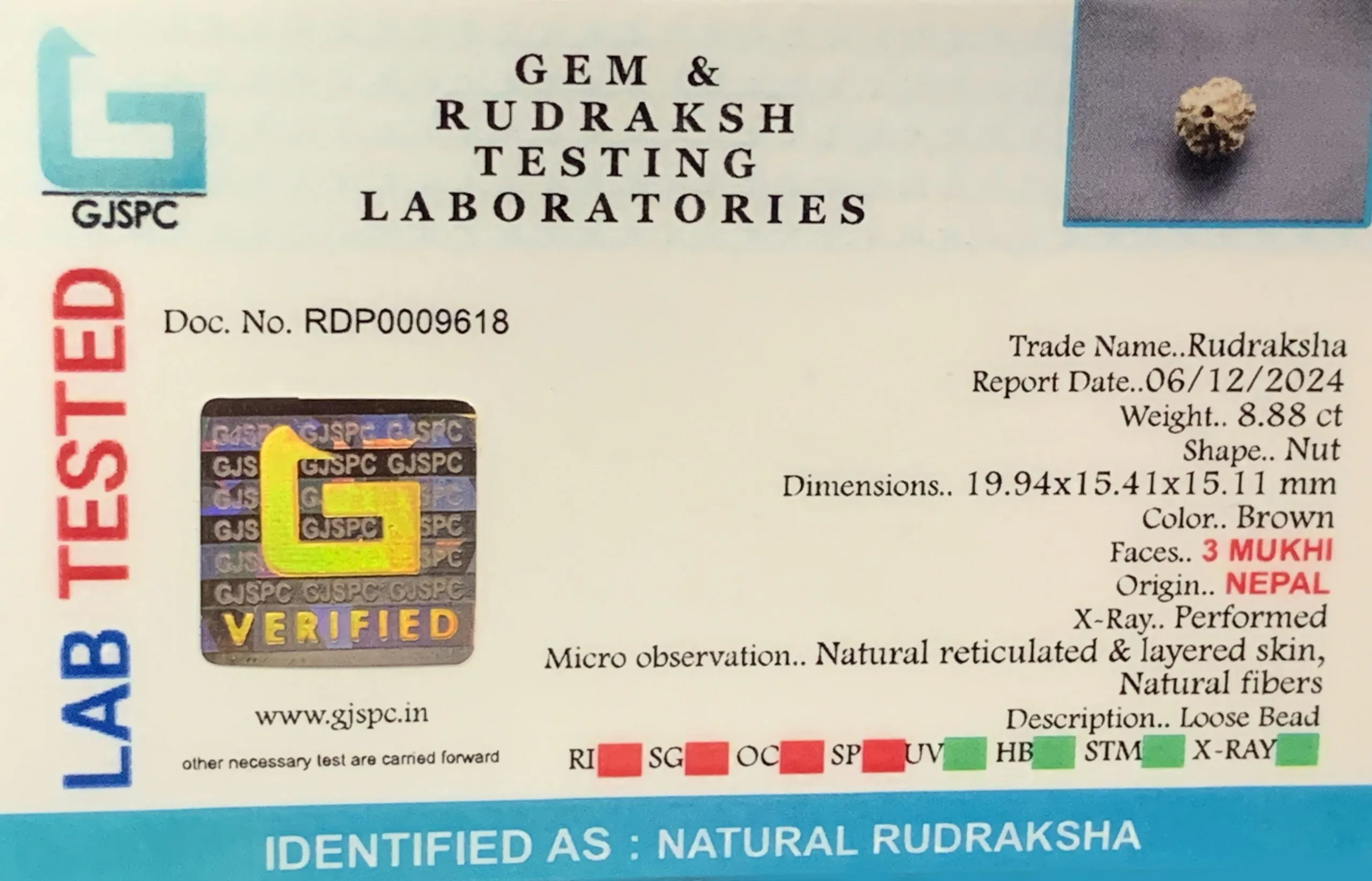 3 MUKHI Rudraksha (1.776g) view 2