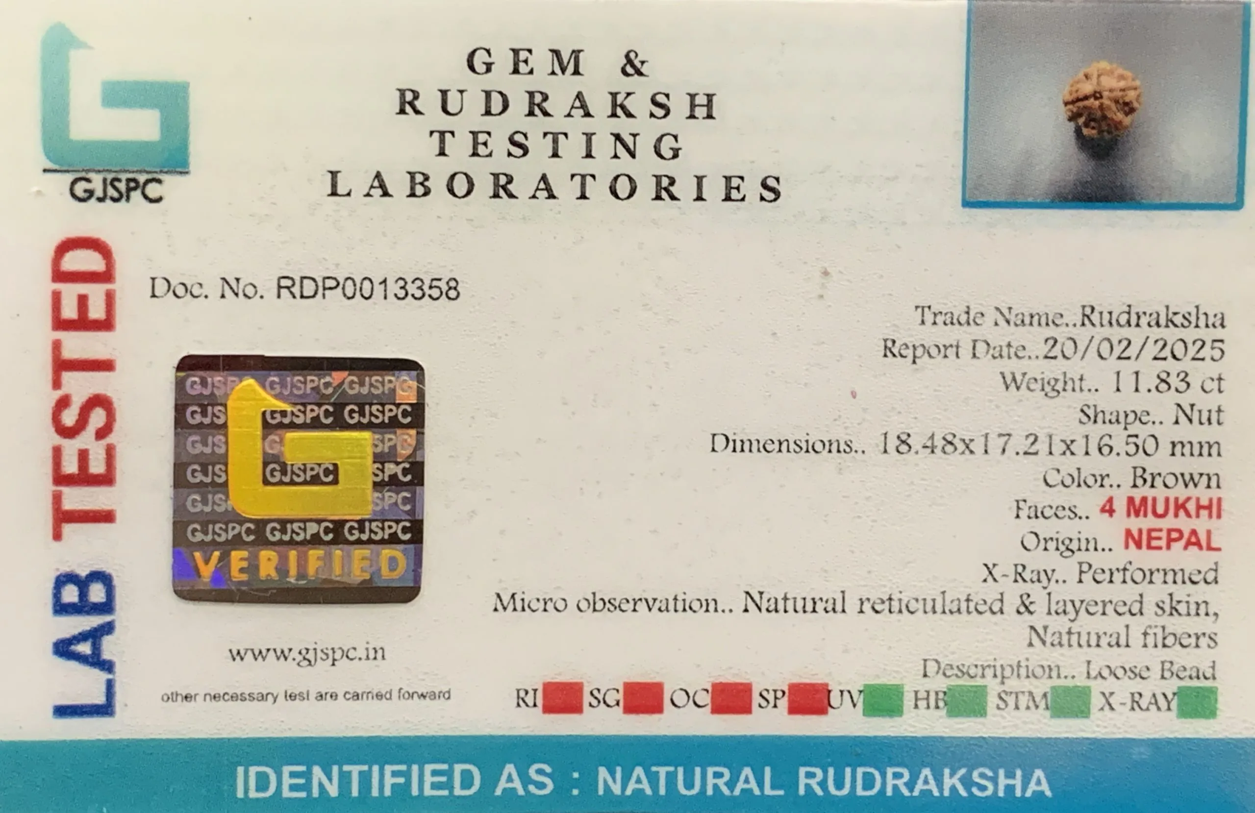 4 Mukhi Rudraksha (2.366g) view 2