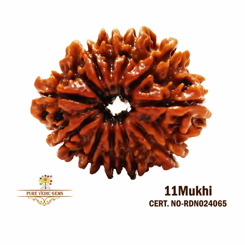 11 Mukhi Rudraksha (2.700g)