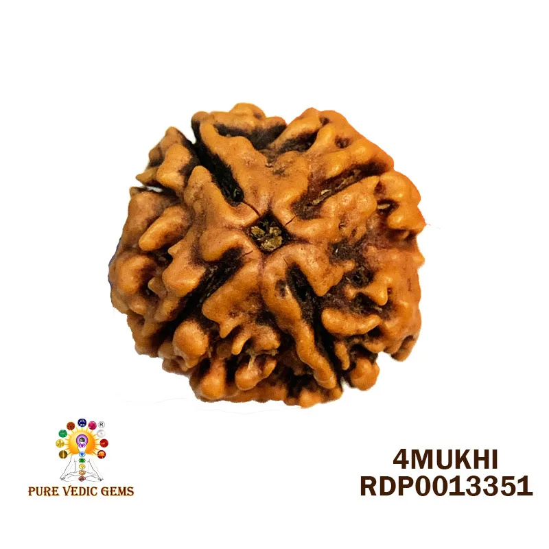 4 Mukhi Rudraksha (2.234g)