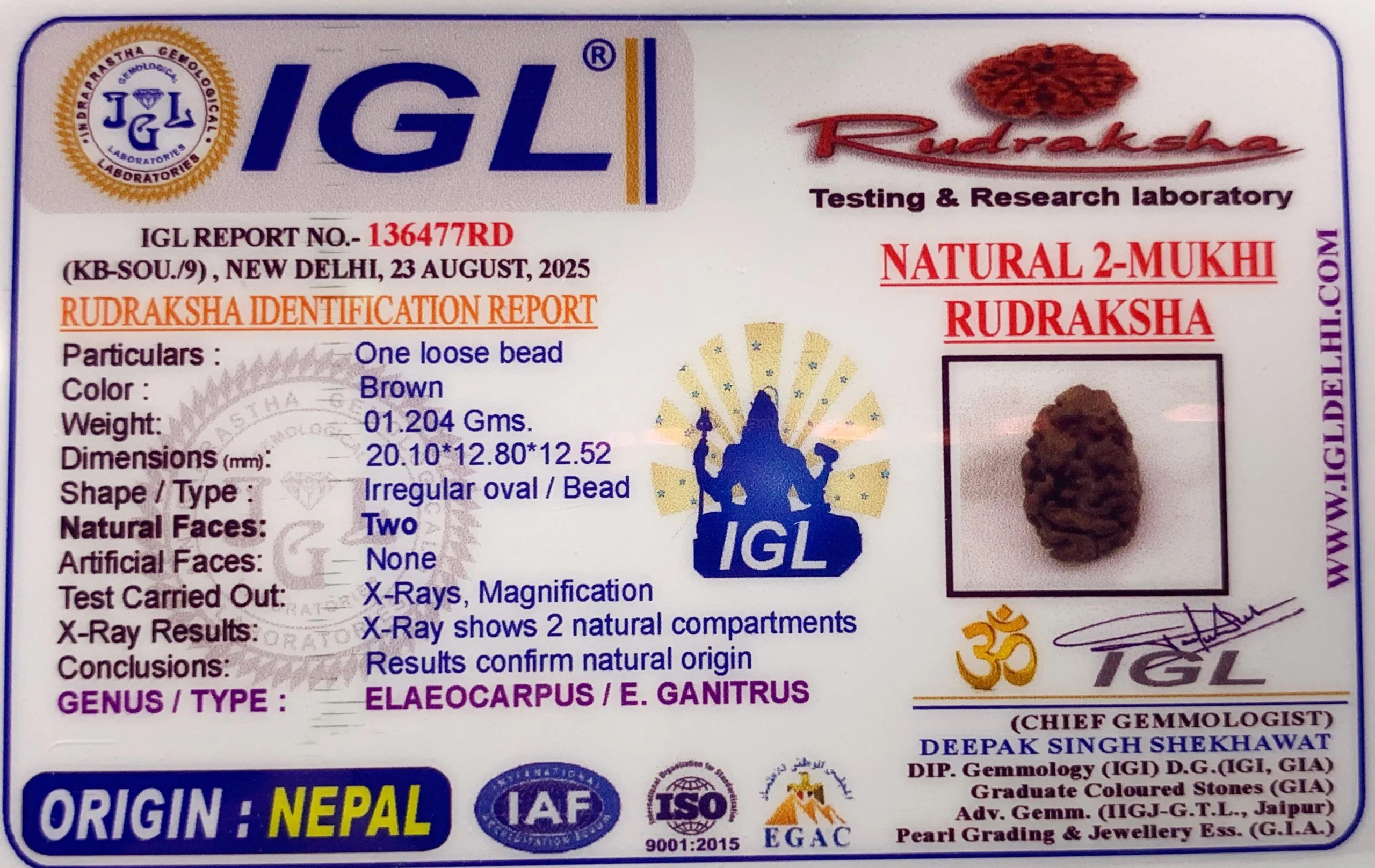 2 Mukhi Rudraksha (1.204g) view 2