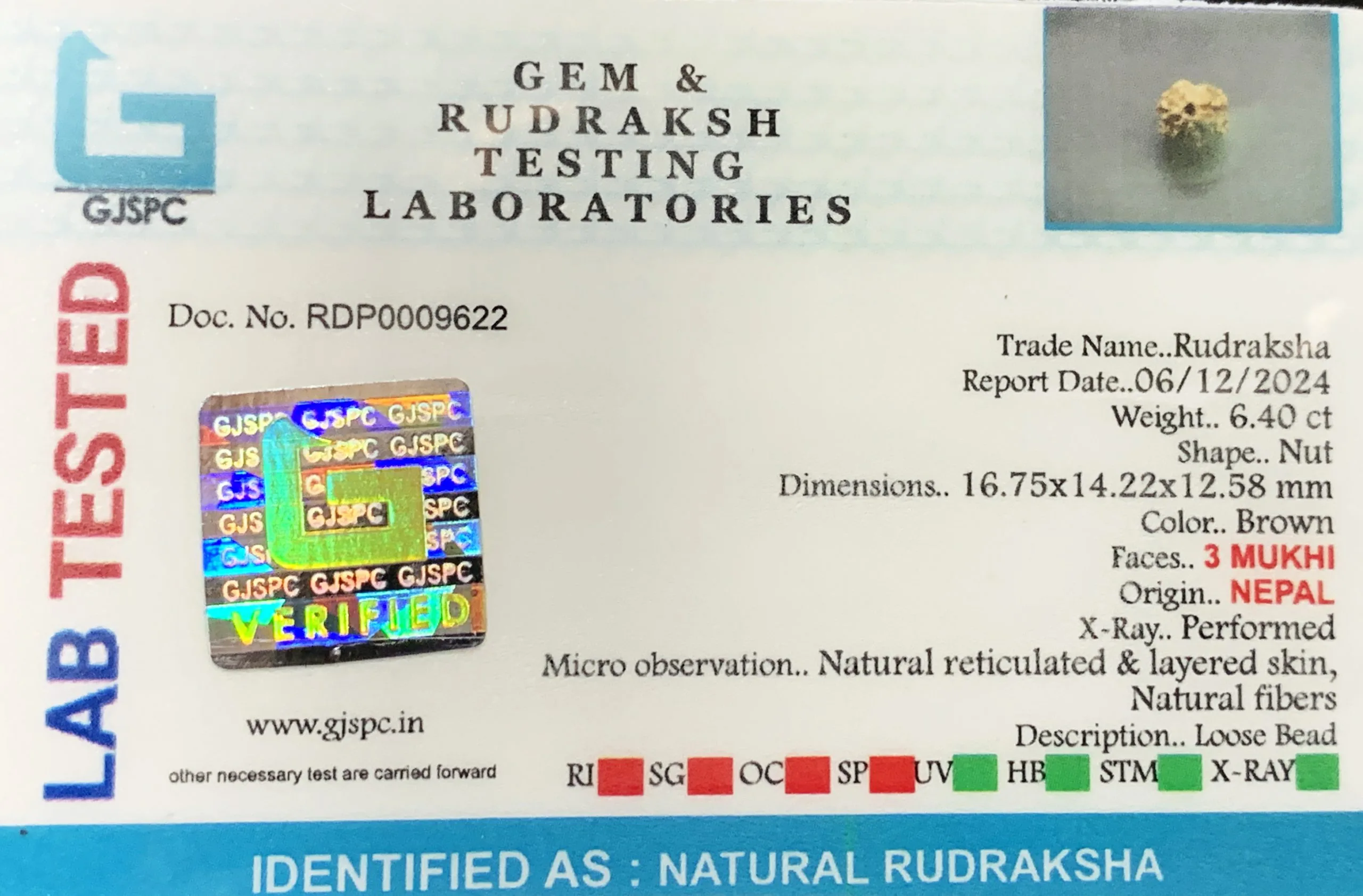 3 MUKHI Rudraksha (1.280g) view 2