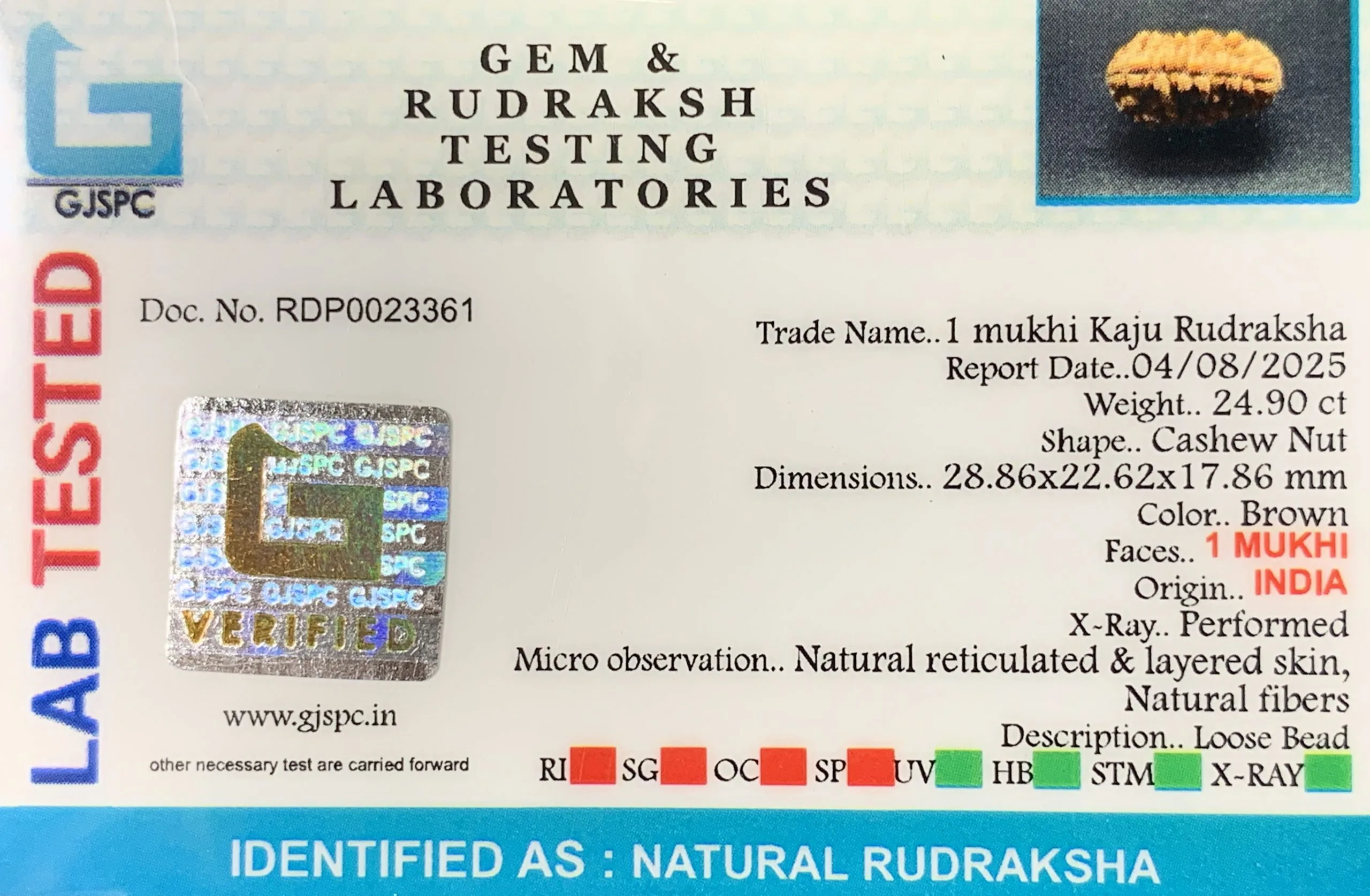 1 Mukhi Rudraksha (4.980g) view 2