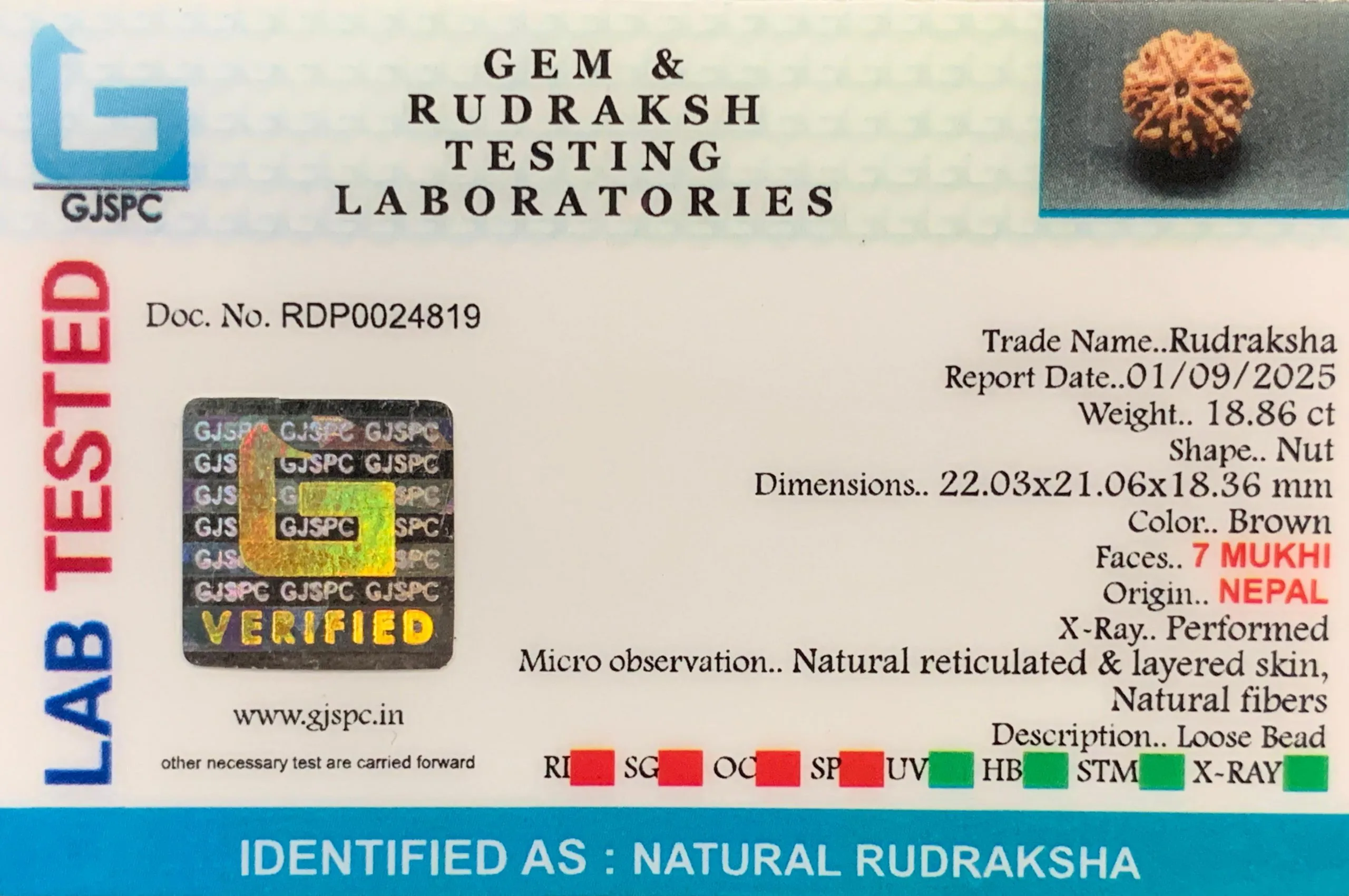 7 Mukhi Rudraksha (3.772g) view 2