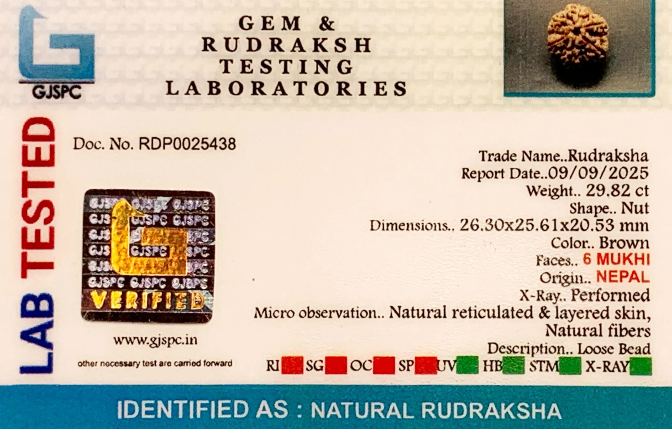 6 Mukhi Rudraksha (5.964g) view 2
