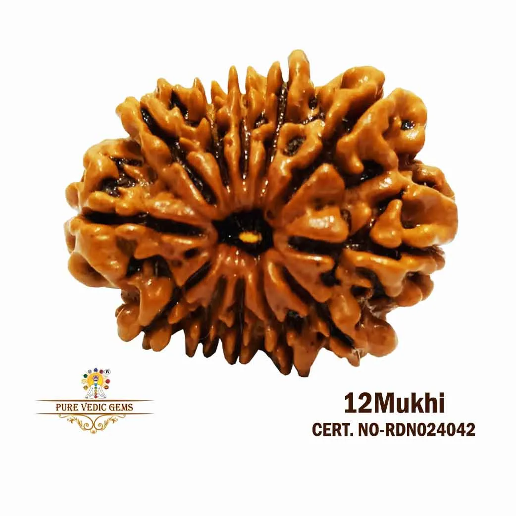 12 Mukhi Rudraksha (3.460g)