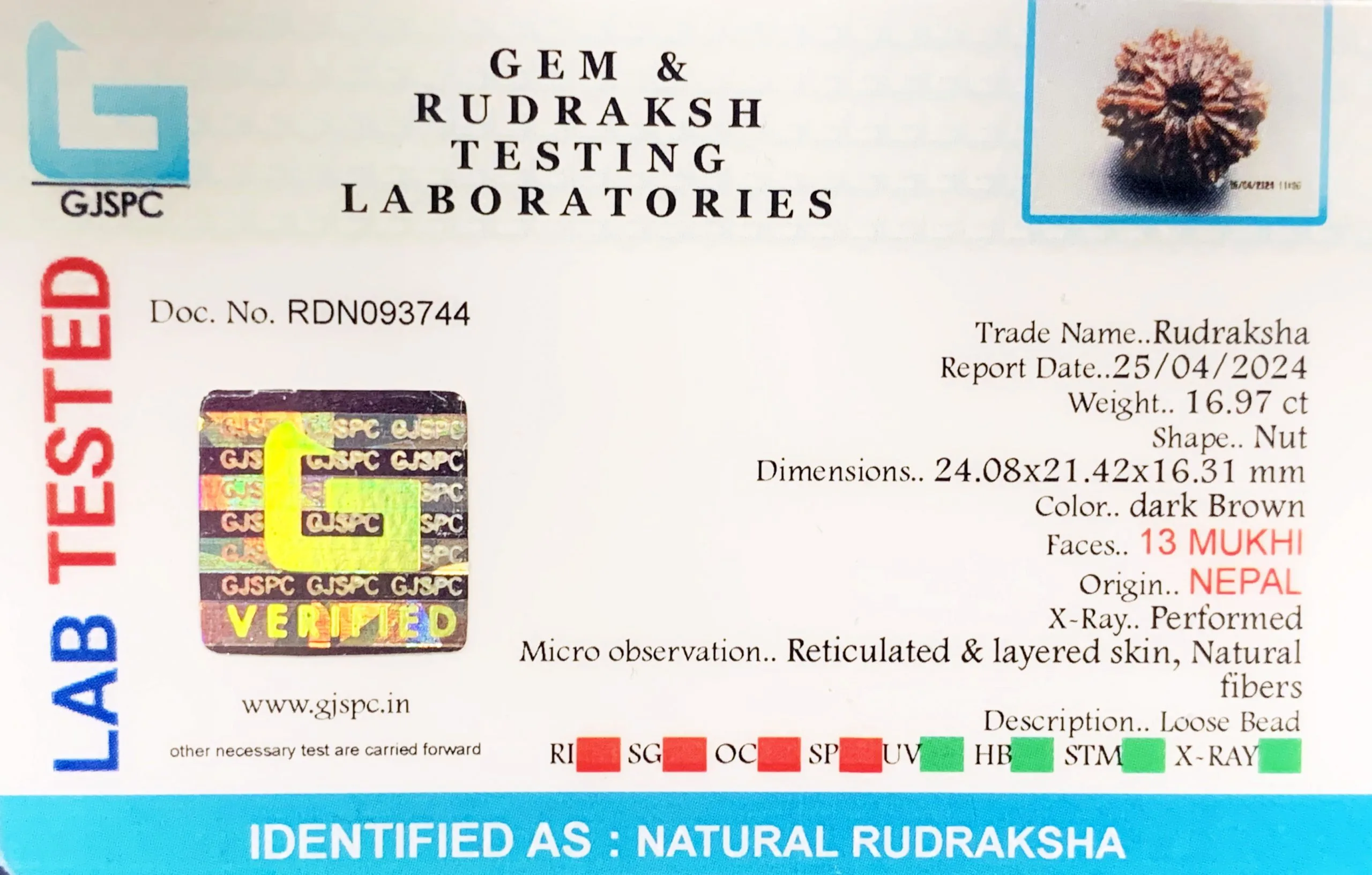 13 Mukhi Rudraksha (3.394g) view 2