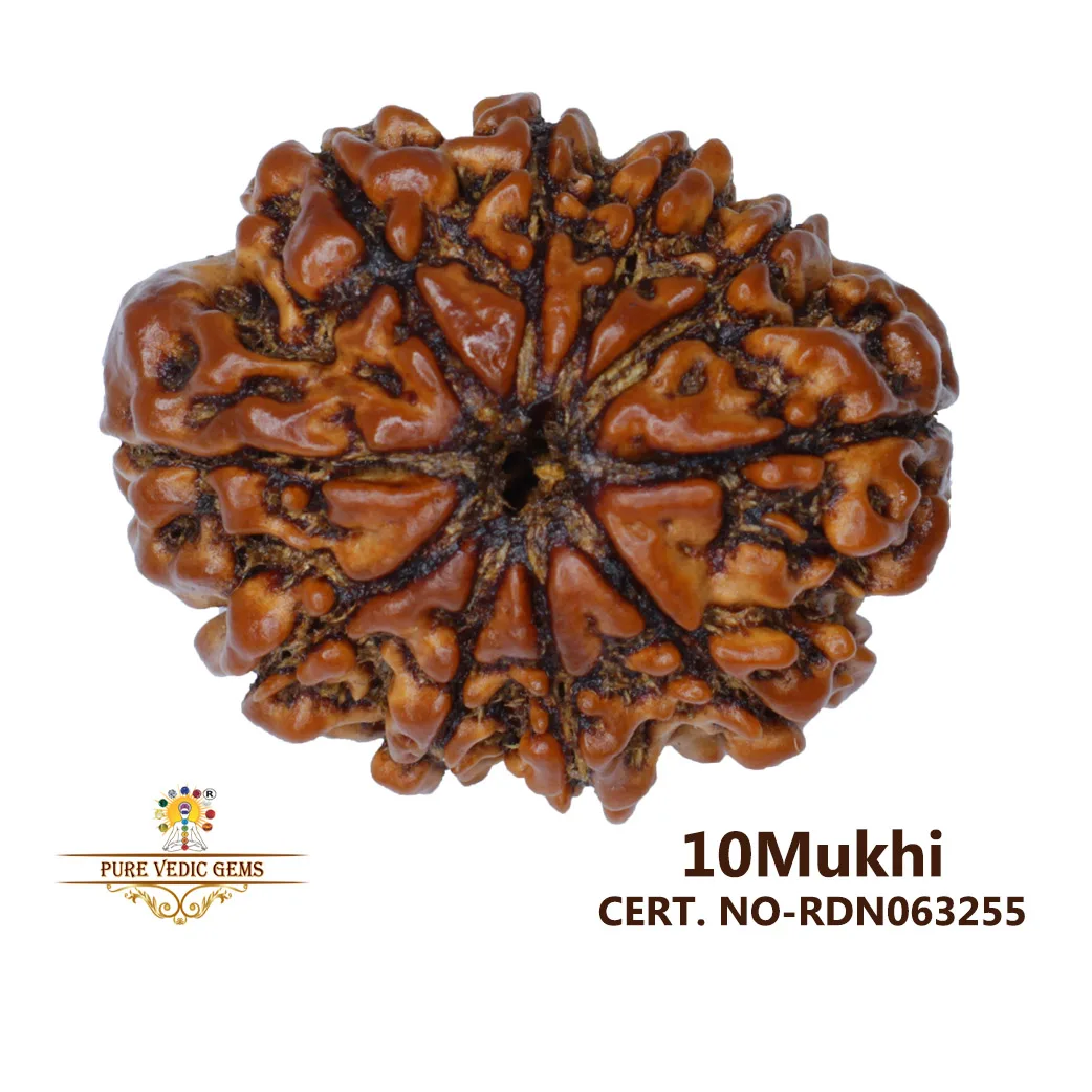 10 Mukhi Rudraksha (3.626g)