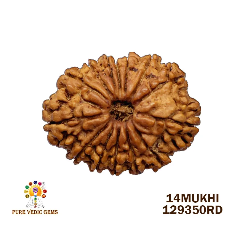 14Mukhi Rudraksha (3.842mg) On Demand