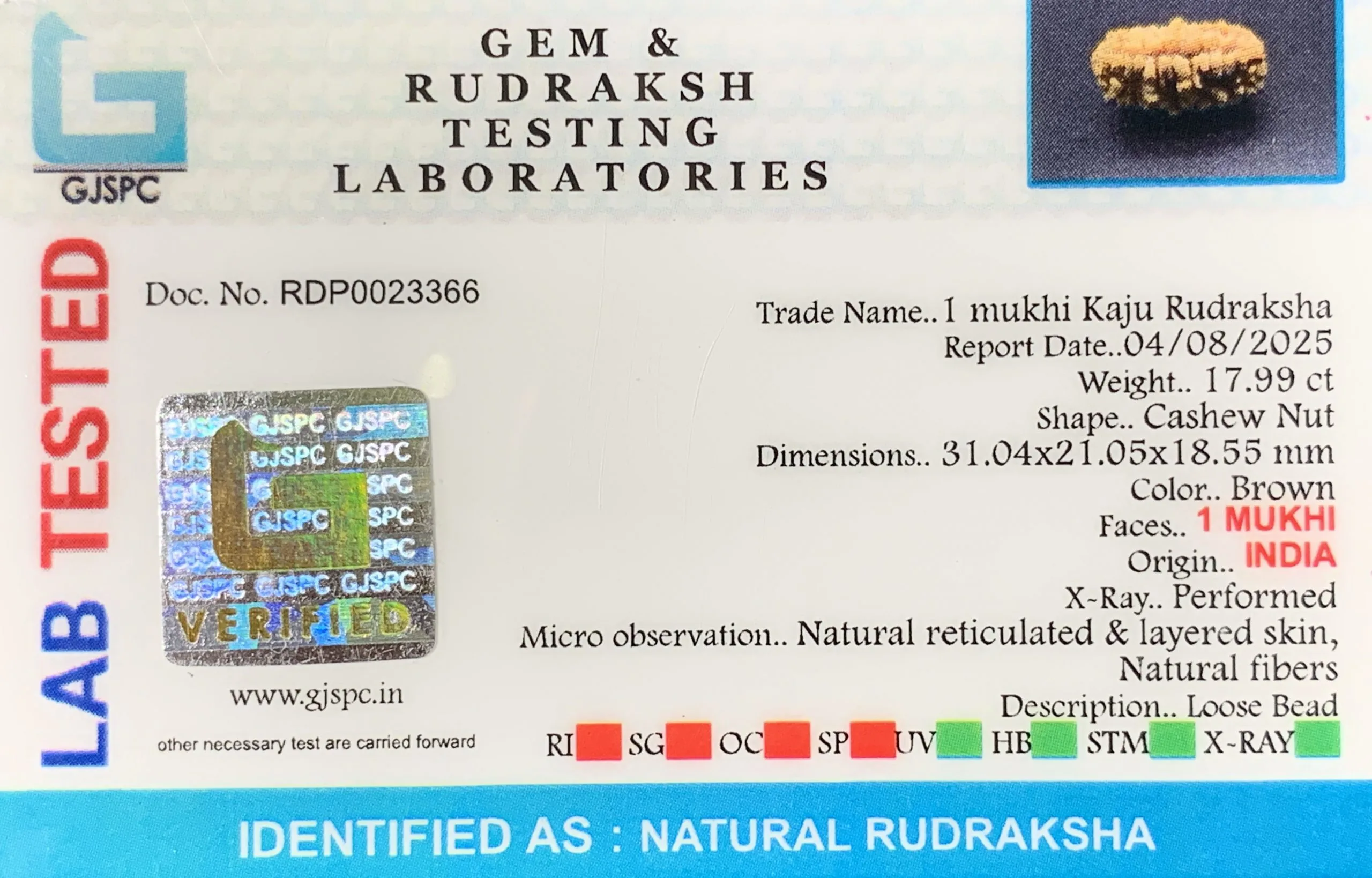1 Mukhi Rudraksha (3.598g) view 2