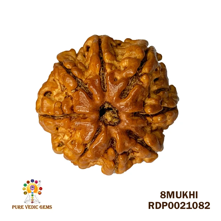 8 Mukhi Rudraksha (2.318mg)