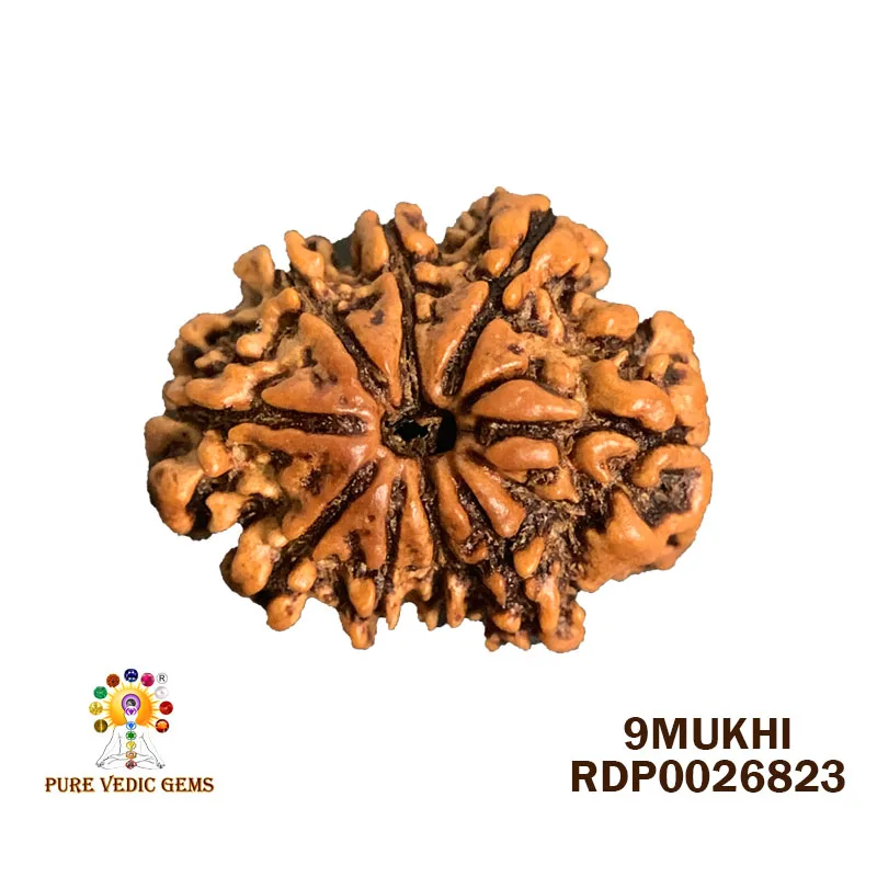 9 Mukhi Rudraksha (2.342g)