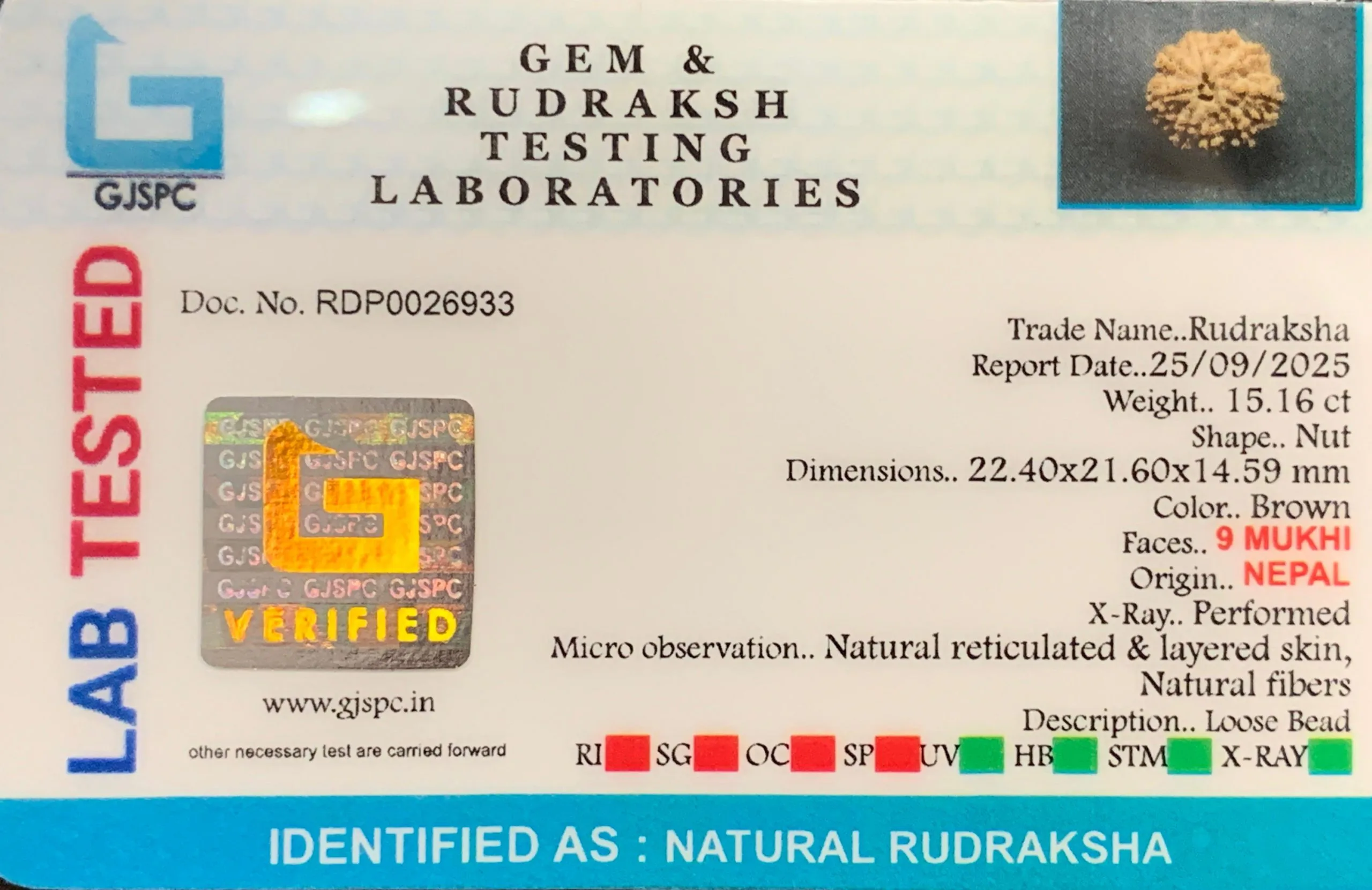 9 Mukhi Rudraksha (3.032g) view 2