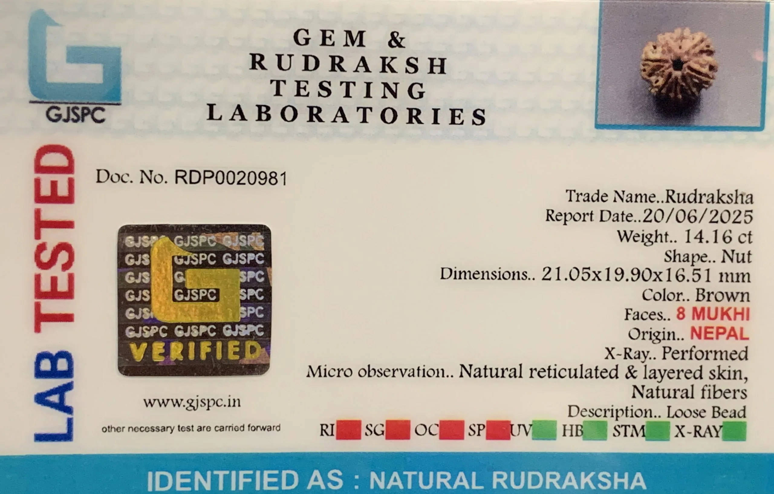 8 Mukhi Rudraksha (2.832mg) view 2