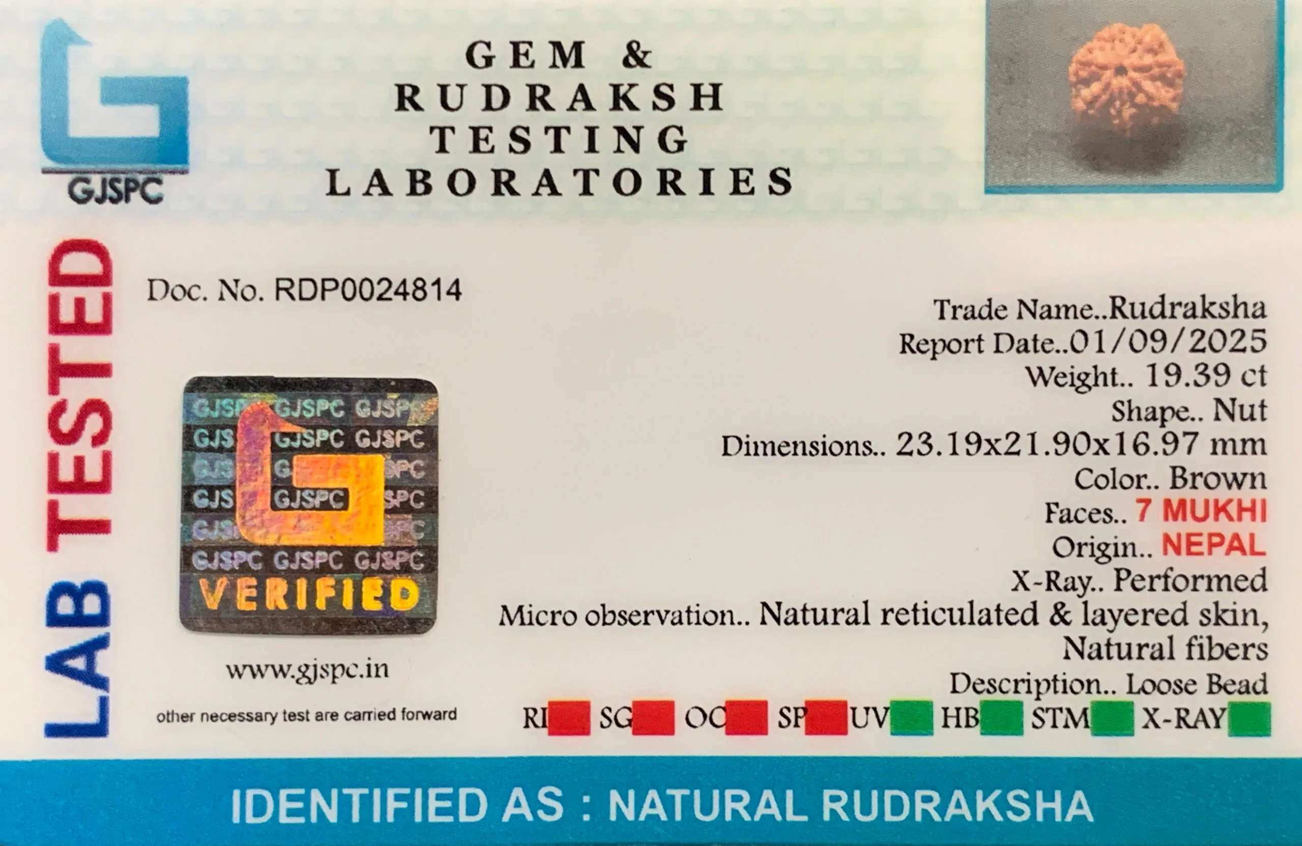 7 Mukhi Rudraksha (3.878g) view 2