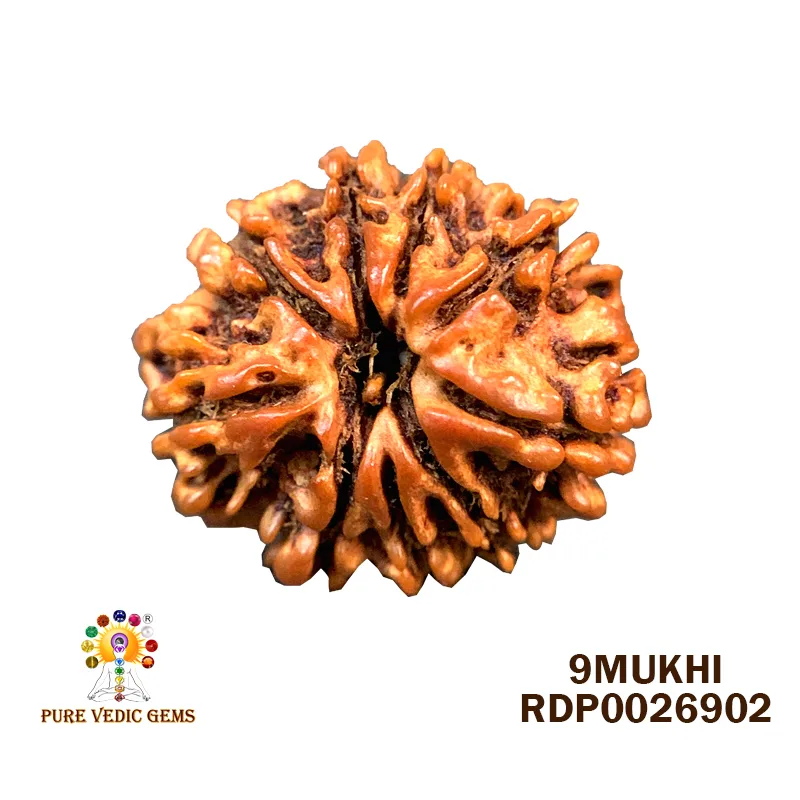 9 Mukhi Rudraksha (1.690g) — image 1