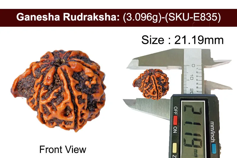 Ganesh Rudraksha (3.096g) view 3