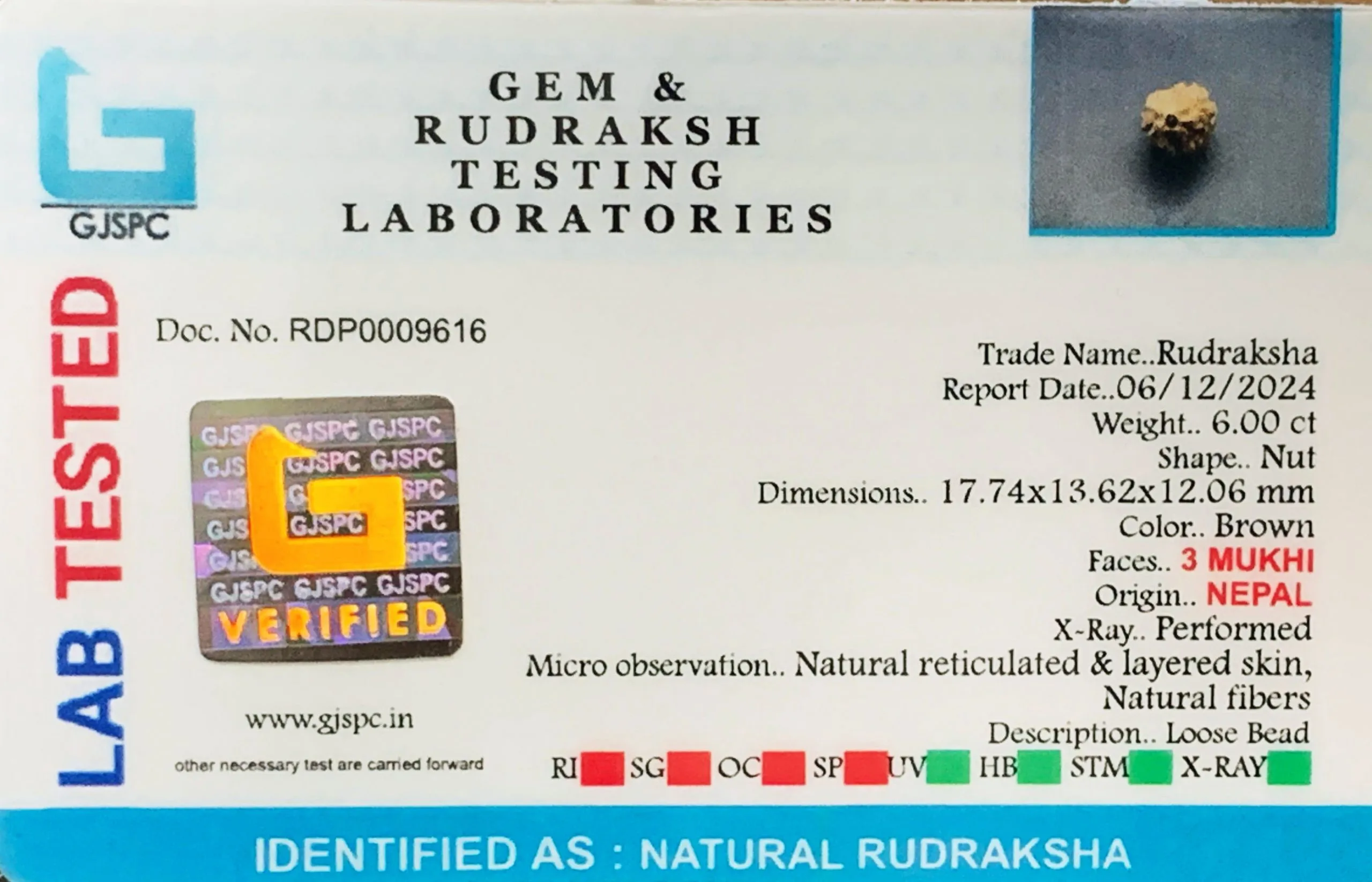 3 MUKHI Rudraksha (1.200g) view 2