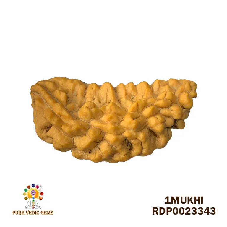 1 Mukhi Rudraksha (2.784g)