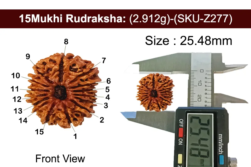 15 Mukhi Rudraksha (2.912g) view 3