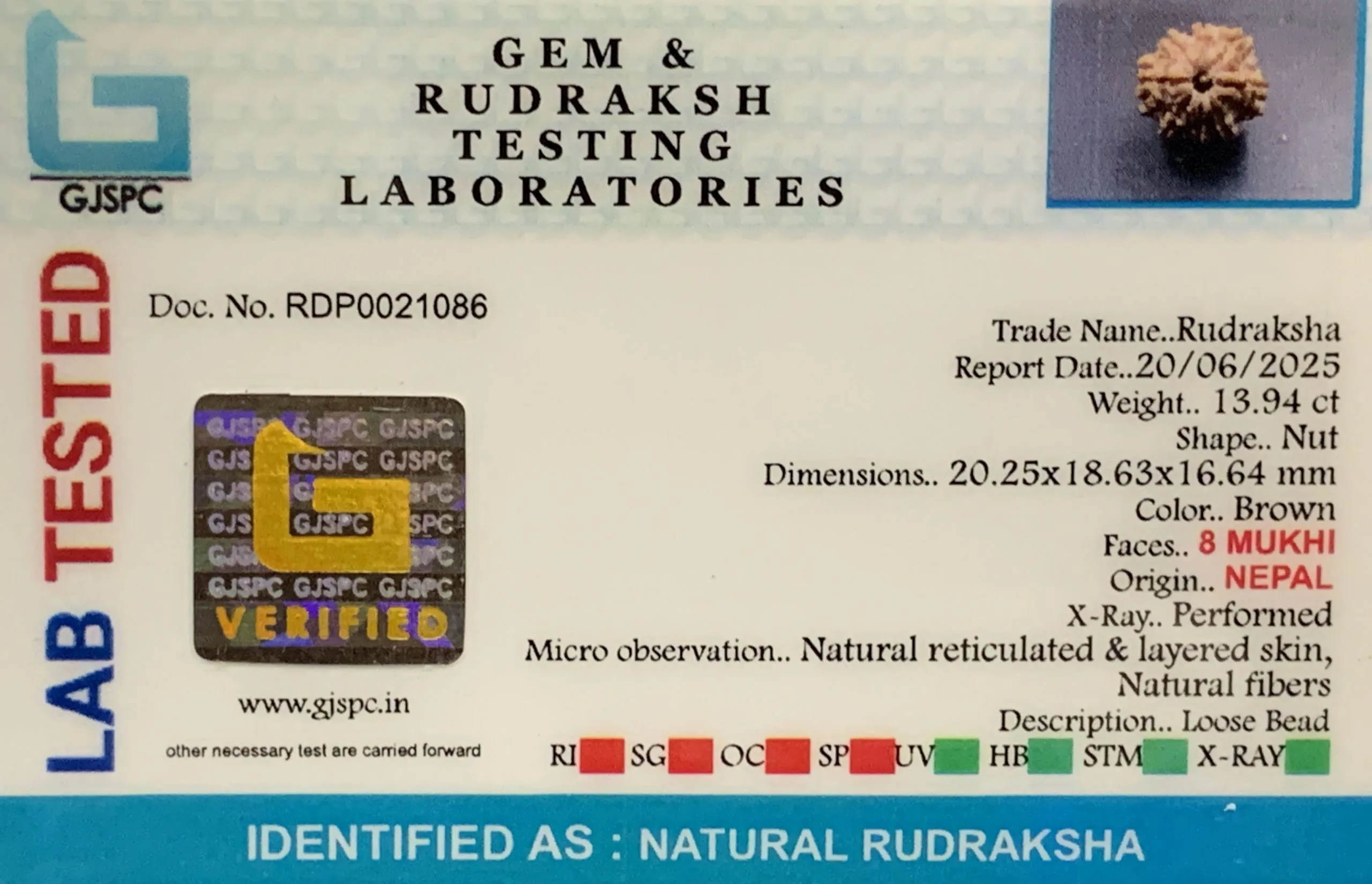 8 Mukhi Rudraksha (2.788mg) view 2
