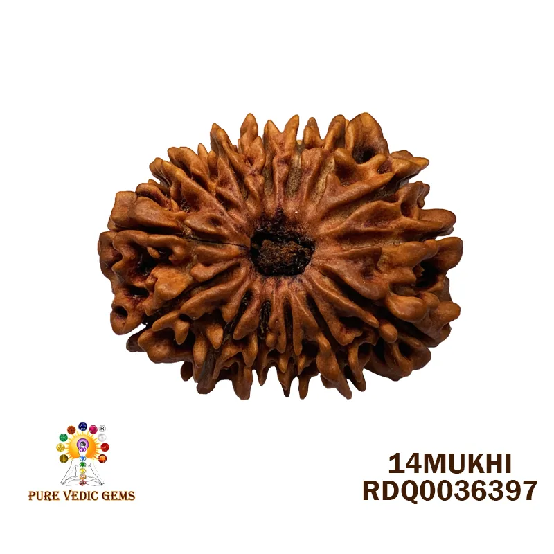 14 Mukhi Rudraksha (2.494g)