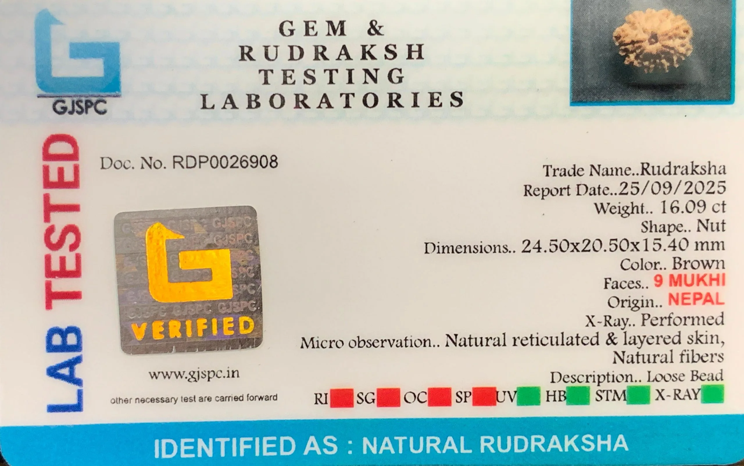 9 Mukhi Rudraksha (3.218g) view 2
