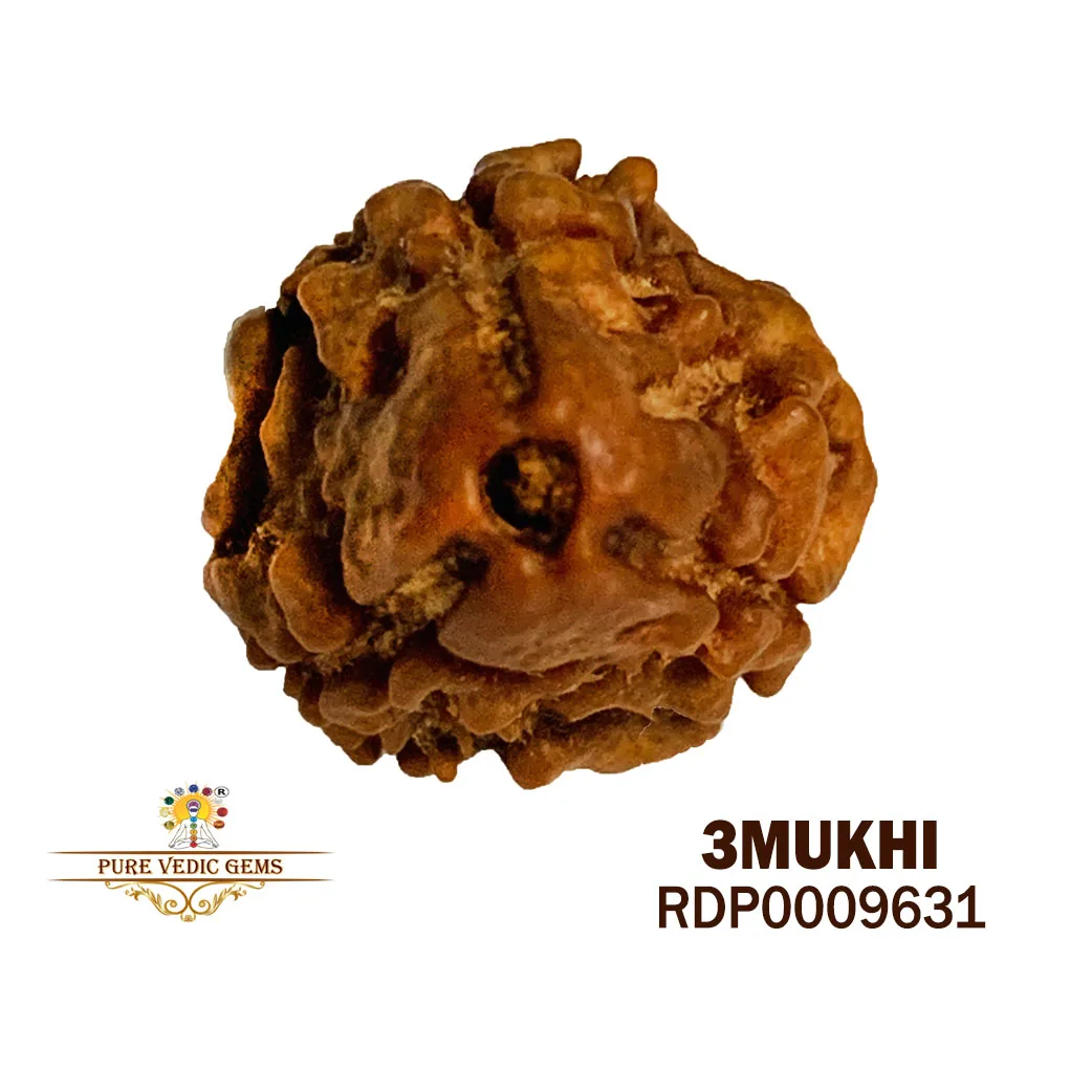 3 MUKHI Rudraksha (1.100g)