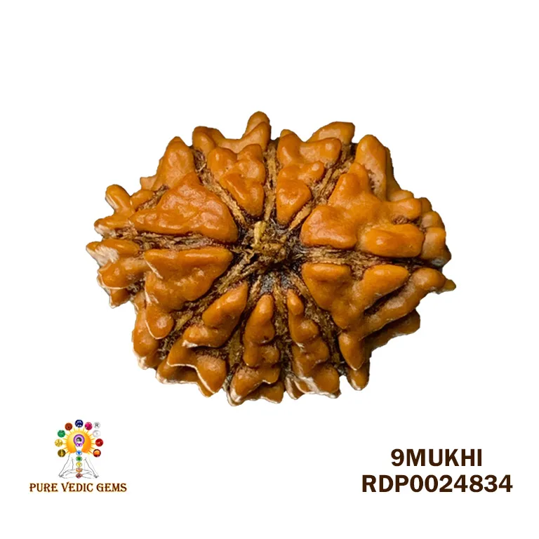 9 Mukhi Rudraksha (1.524g)