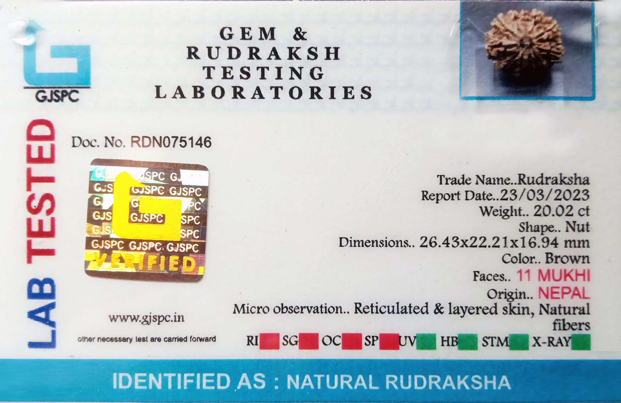 11 Mukhi Rudraksha (4.004g) view 2