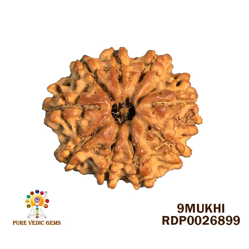 9 Mukhi Rudraksha (2.358g)