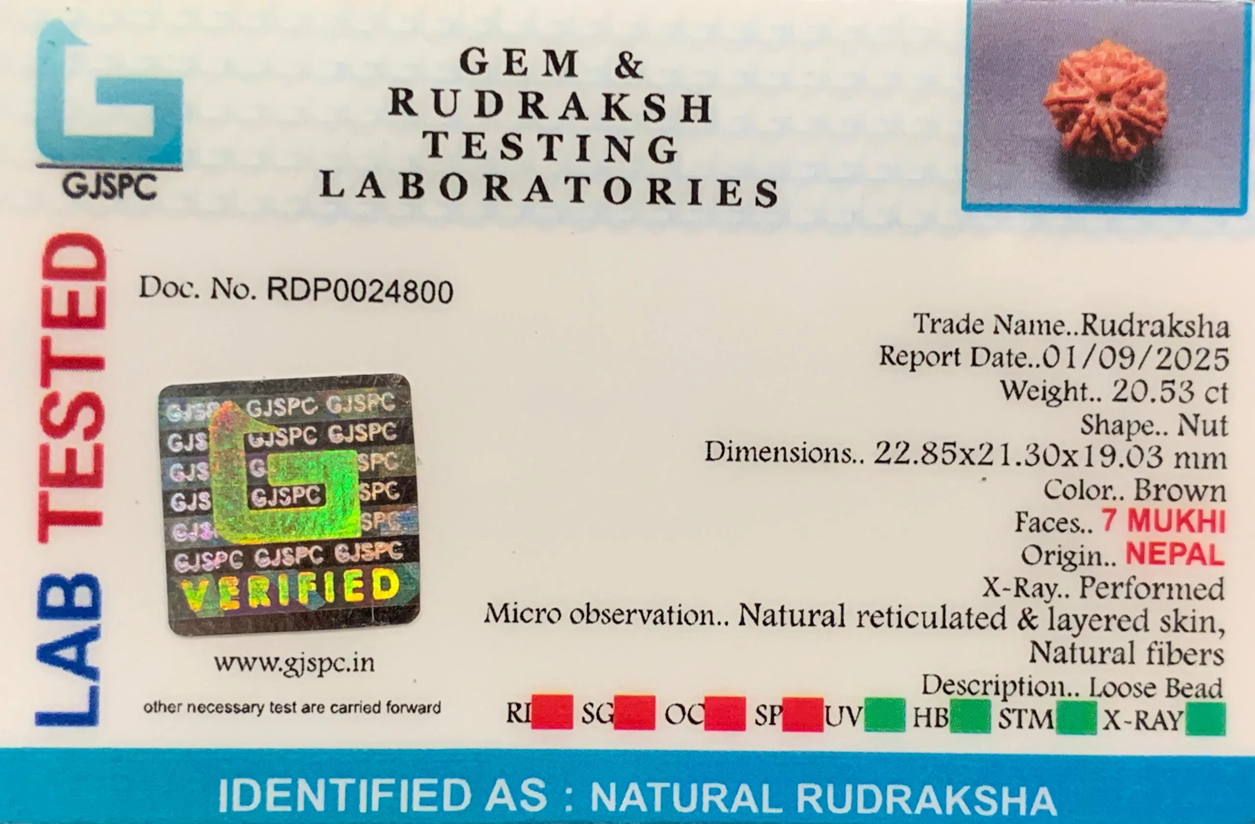 7 Mukhi Rudraksha (4.106g) view 2