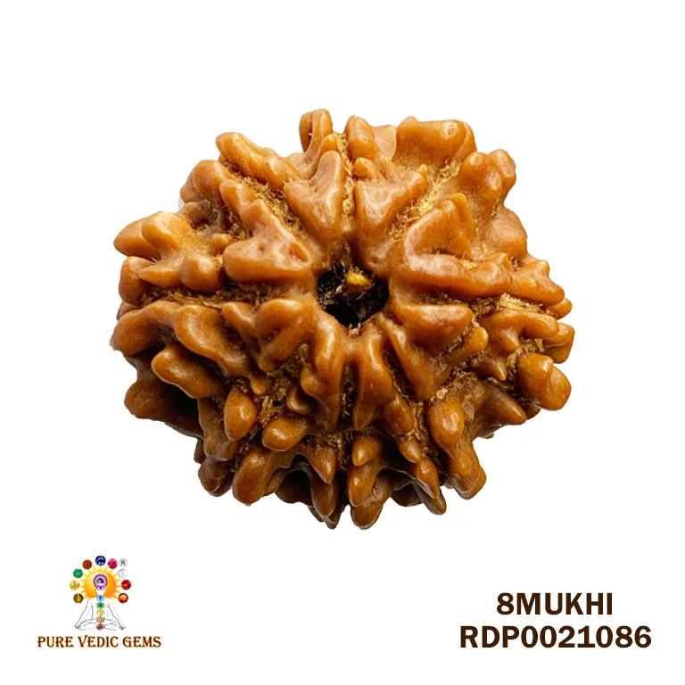 8 Mukhi Rudraksha (2.788mg) — image 1
