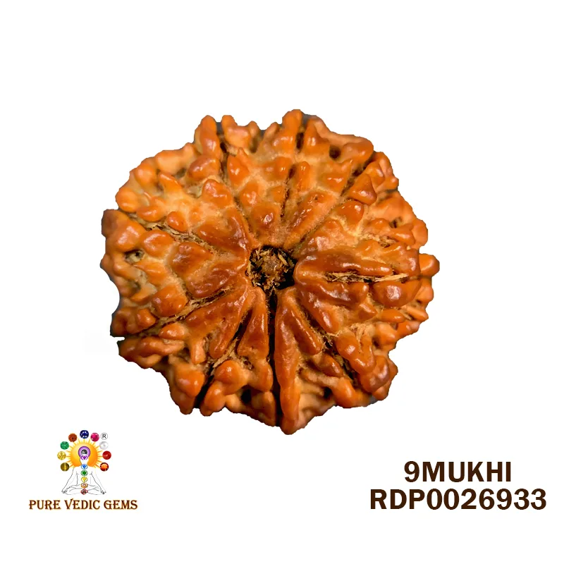 9 Mukhi Rudraksha (3.032g)