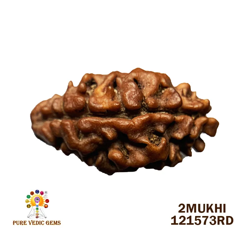 2 Mukhi Rudraksha (1.192g)