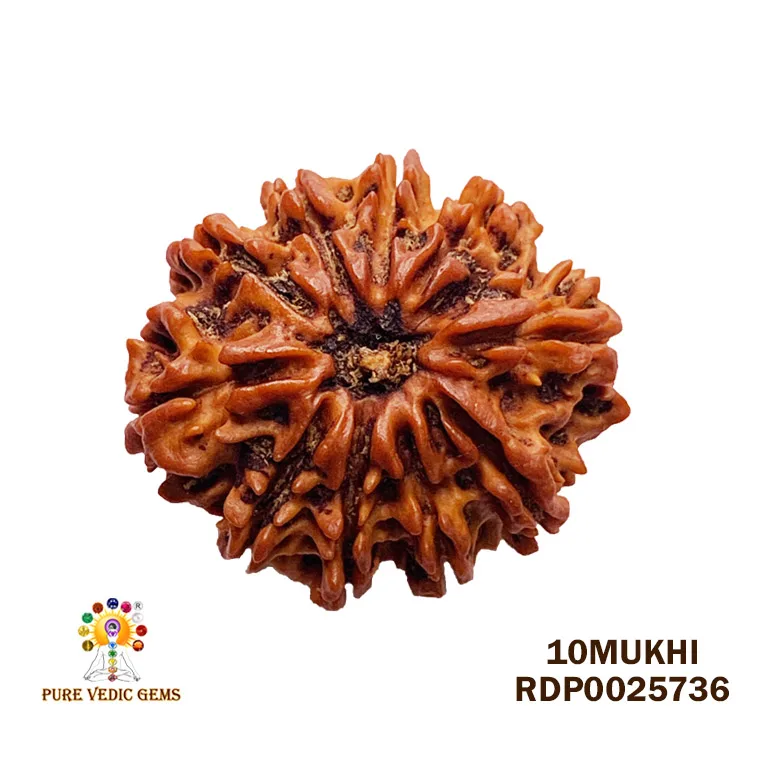 10 Mukhi Rudraksha (3.666g) — image 1