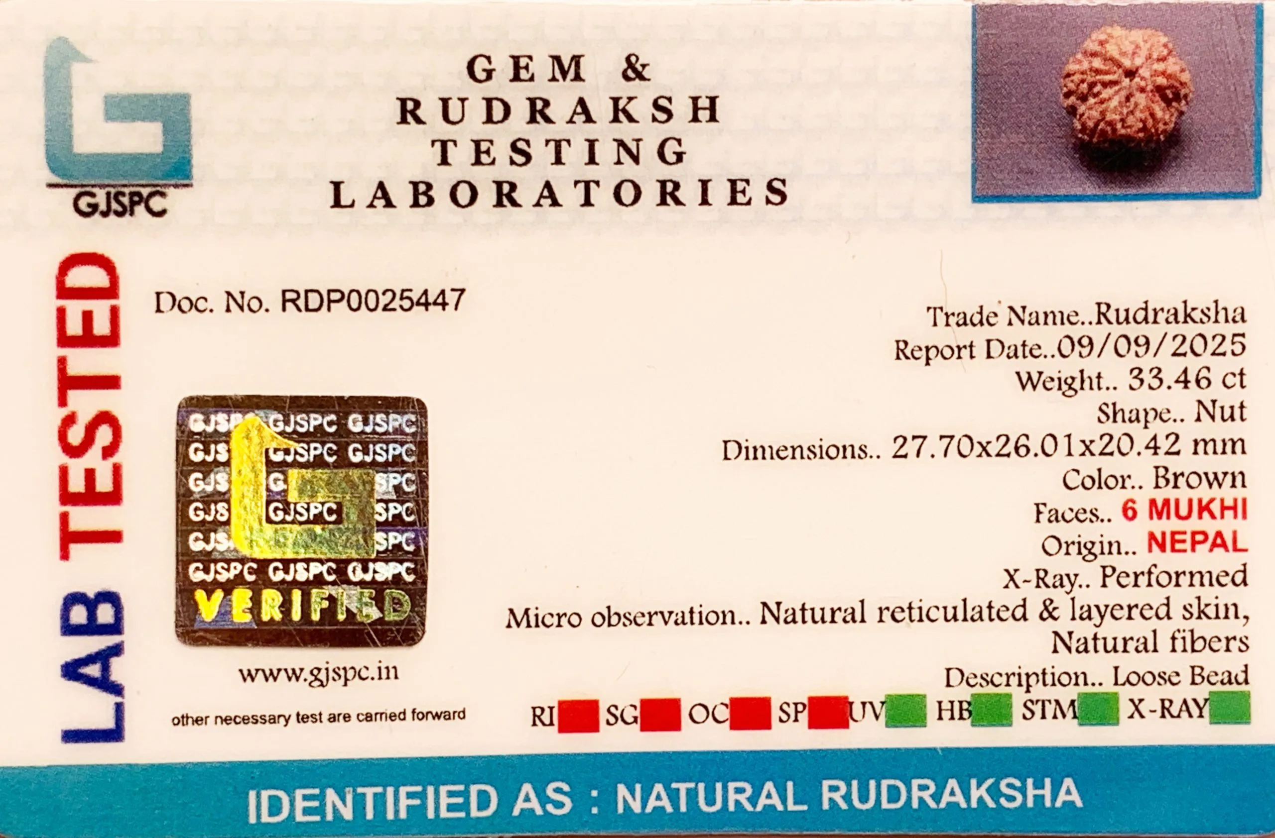 6 Mukhi Rudraksha (6.692g) view 2