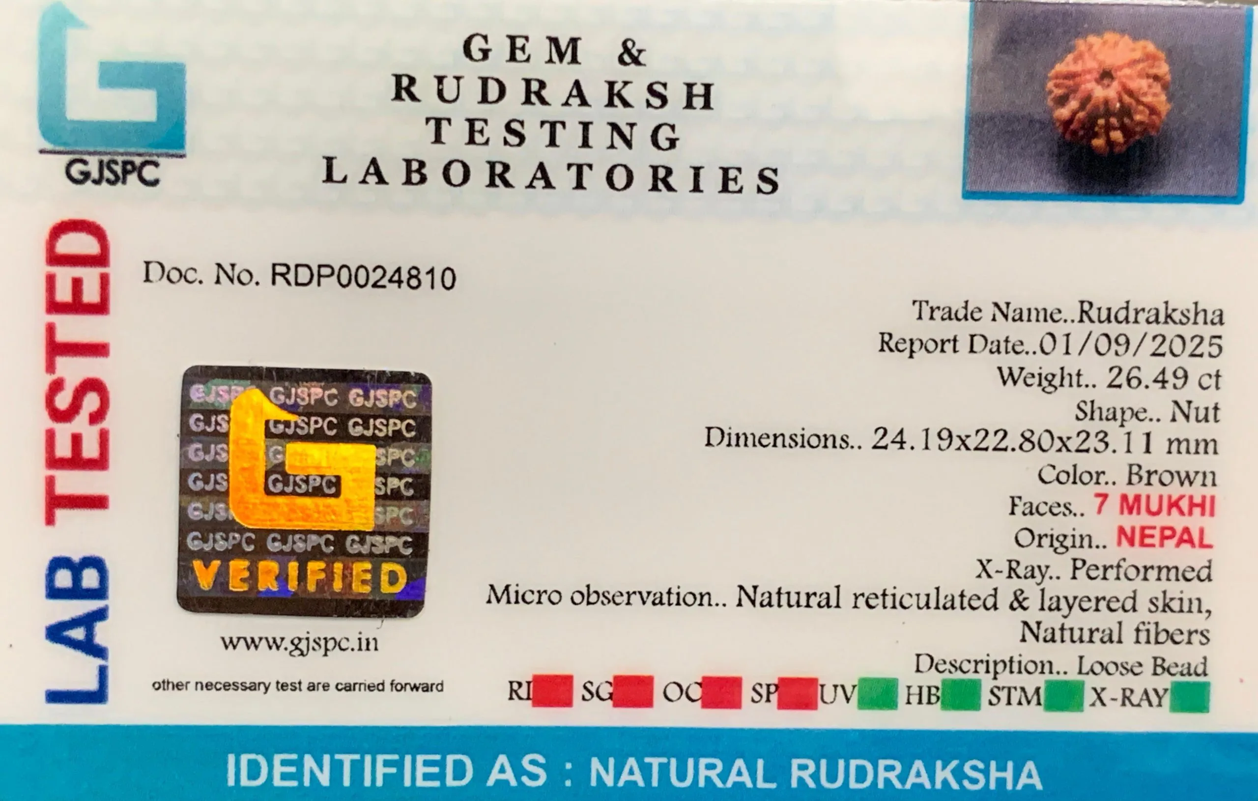 7 Mukhi Rudraksha (5.298g) view 2